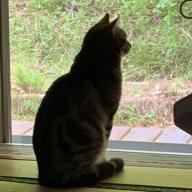 ねこぱんち