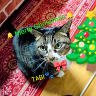 🌙🐈️たび🦂🌌