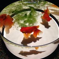 きんぎょ🐠🫧