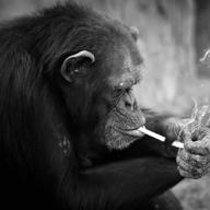 ムッツ〜🦍💨