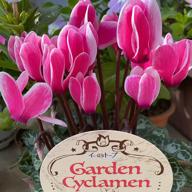 🌻しおねえ🌻フェスお礼TOP画