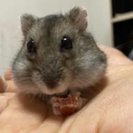 🐈ひめかランド🐈