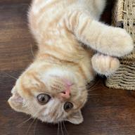 トレーナーノブ