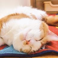 宮崎わず🐱
