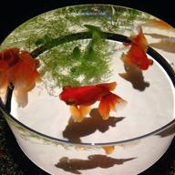 きんぎょ🐠🫧