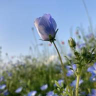 🧡まるりか💚