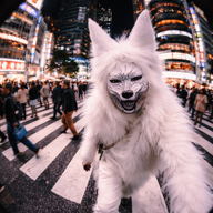 🛹てとら＆うーたん🛹