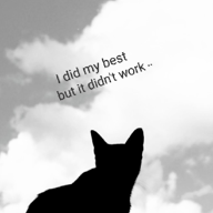 🌙🐈️たび☔️