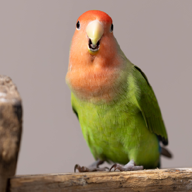soubusen