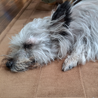 ヨーキプー🐶🌈休