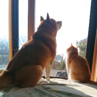 しんしんちゃん🐶🐾🐱⏹️