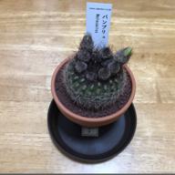 🌵さぼたん🌵