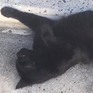 ねこ🐾♪うたうたいのねこ♪