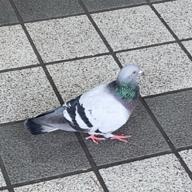 凜( •᷄ὤ•᷅)