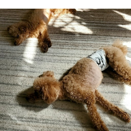 ともちん(お休み)