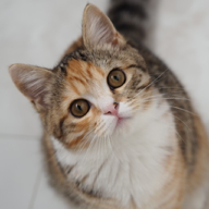 タネキ🌱休憩中