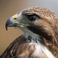 🌈👑サカ🍌🦅