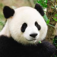 🐼じゅんじゅん🐼