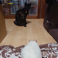 ごまだれ明太子