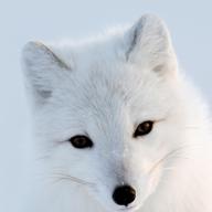 𝓼𝓪𝓭𝓪𝓴𝓸𝓼𝓪