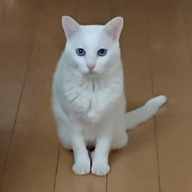 にゃご_nyagosaku🎷