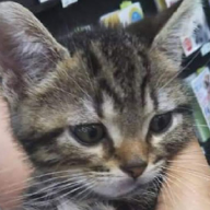 ★猫星♫🐾(ΦωΦ)♥