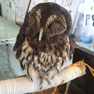 しょうや(っ´ω`c)