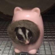 あにー(ง  ́ω`)ว ~♪