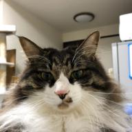 肉球のおにいさん