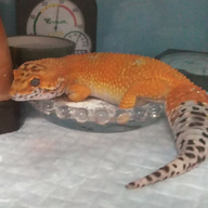 さやちゃん休止中