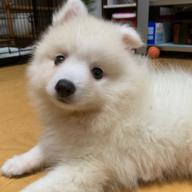 @家政夫のミツ🦎