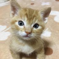 ✳︎ 翡翠 ✳︎