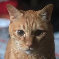 ニコ氏と申します