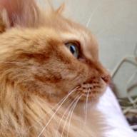 🍵ちゃどぅ🍵