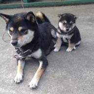 ケムケム★コテツ