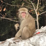 モンキーゴリラ