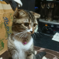 きなこの飼い主