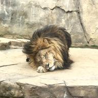 （๑•̀ω•́)ฅ ねこまる