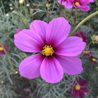 秀花(しゅうか)