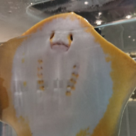 アスカニ(FF7Rプレイ中)