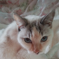 ツララ❄⛄︎❄,゜.:。+゜