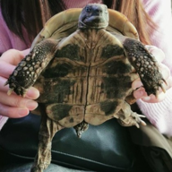 とみぃ🐢アニソン周りメイン🐢