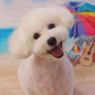 あんじゅ🎯🐩🐾