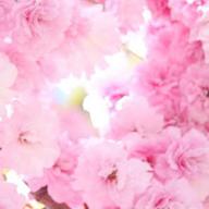 U-ka🌸休止🥺✨