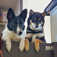 🍷黒柴やま丼(ある中)🐹