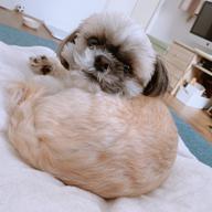 むっちりしーずー