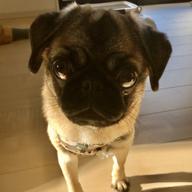 🦋エセちゃん🦋