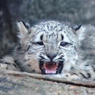 へじゃ・たぬき