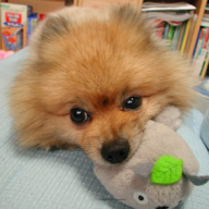 音痴エイジング