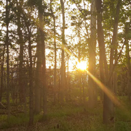 瞳の住人 まるりー